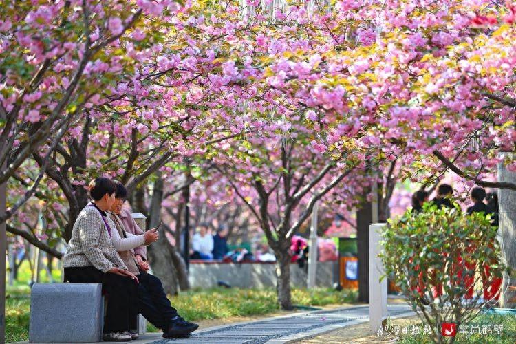 河南鹤壁淇滨区：“中国最美樱花大道”已吸引游客近200万人次