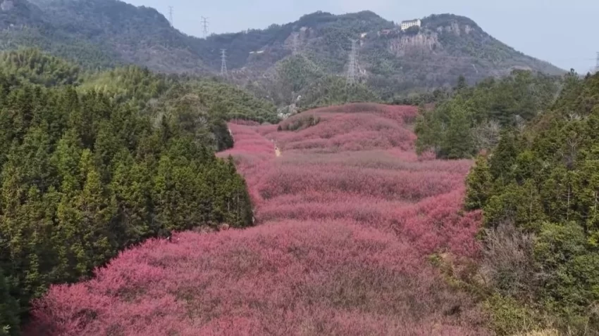 新华视点｜春日盛景赋能“花经济” 文旅融合焕发新活力(图1)