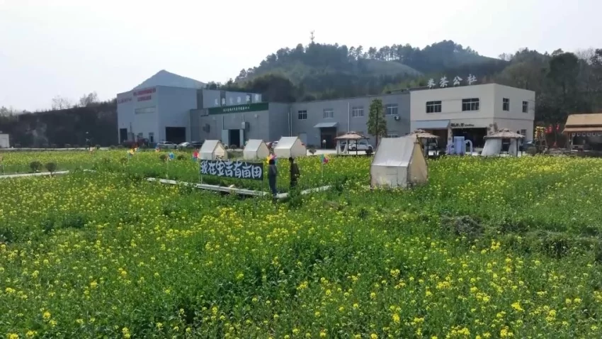 新华视点｜春日盛景赋能“花经济” 文旅融合焕发新活力(图3)