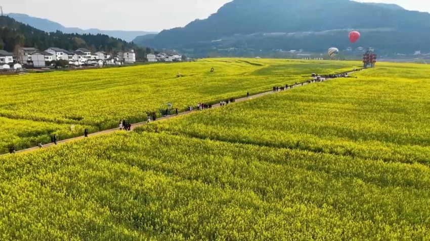 新华视点｜春日盛景赋能“花经济” 文旅融合焕发新活力(图5)