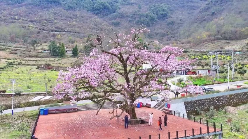 新华视点｜春日盛景赋能“花经济” 文旅融合焕发新活力(图7)