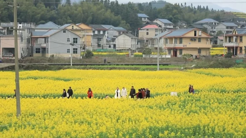 新华视点｜春日盛景赋能“花经济” 文旅融合焕发新活力(图11)