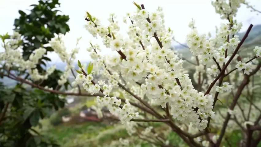 新华视点｜春日盛景赋能“花经济” 文旅融合焕发新活力(图14)