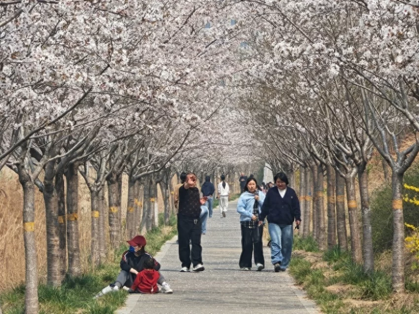 春樱绽芳华 鹤城迎宾客，邀您共赴鹤壁樱花之约