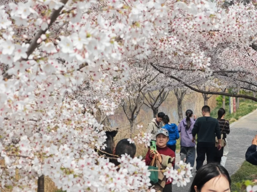 春樱绽芳华 鹤城迎宾客，邀您共赴鹤壁樱花之约(图2)