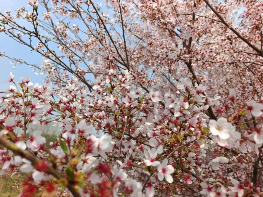 春樱绽芳华 鹤城迎宾客，邀您共赴鹤壁樱花之约(图3)