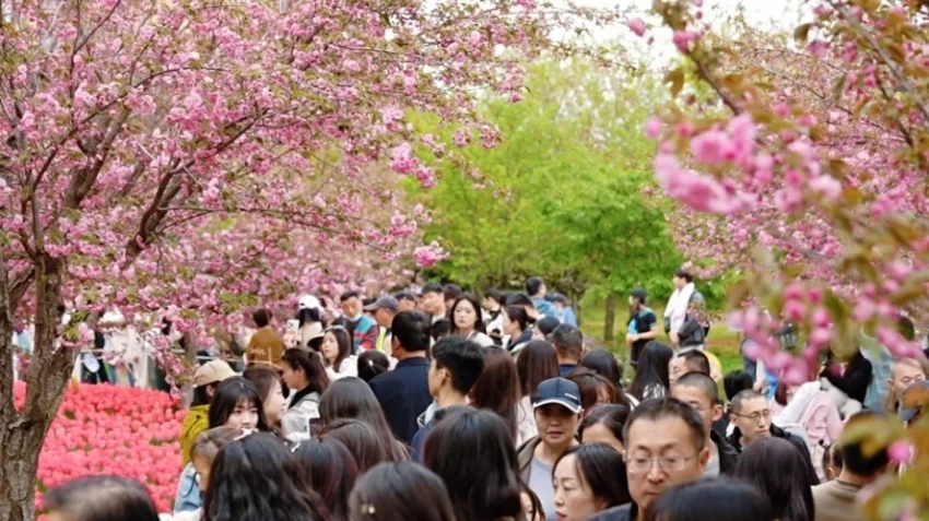樱满淇滨逢清明 八方游客赴盛会(图2)