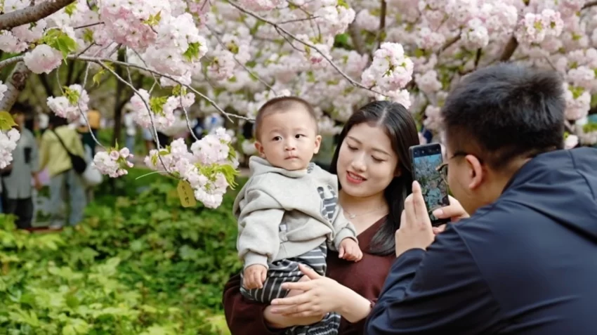 樱满淇滨逢清明 八方游客赴盛会(图3)