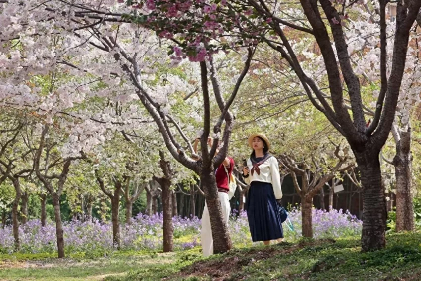 樱花下的“动”与“静”：鹤壁，正绽放出向上的城市生命力