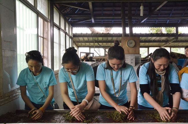 拨开古树普洱茶的迷雾 古韵流香茶山游学侧记(图8)