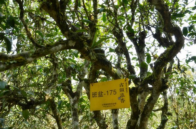 拨开古树普洱茶的迷雾 古韵流香茶山游学侧记(图6)