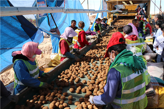 “小土豆”托起大产业——榆阳区入选首批国家农村产业融合发展示范园的背后(图4)