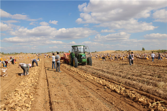 “小土豆”托起大产业——榆阳区入选首批国家农村产业融合发展示范园的背后(图3)