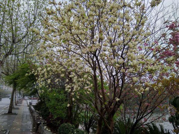又见望春花开(图2)