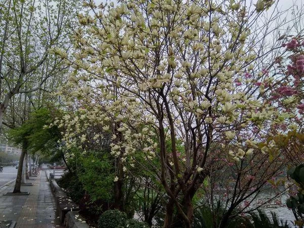 又见望春花开(图2)