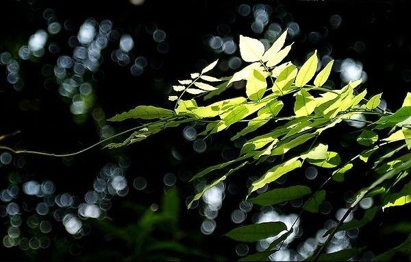 莞事流芳｜除了满腹经纶，他还有一身风骨(图5)