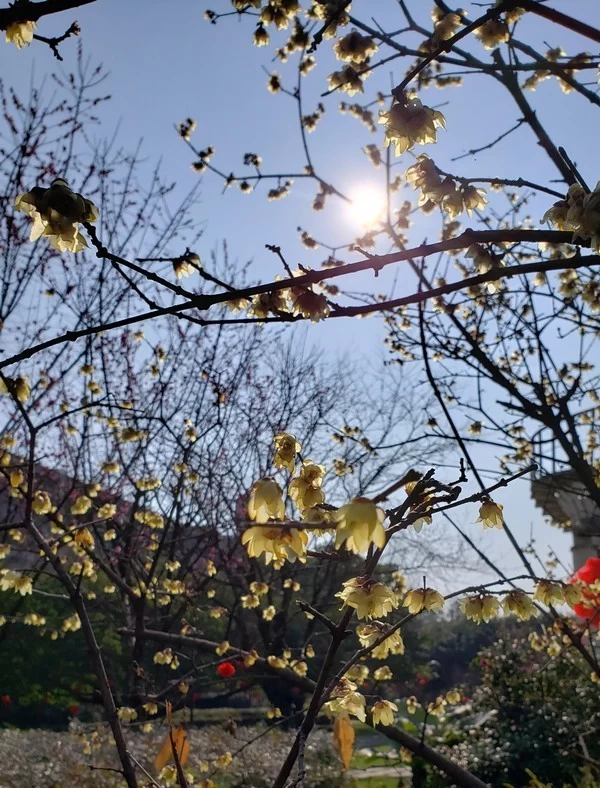 龙顺：春天的光(图2)