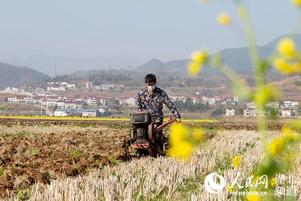 茶藕飘香龙虾跳 湖北“云上春耕”忙(图2) 茶藕飘香龙虾跳 湖北“云上春耕”忙(图2)