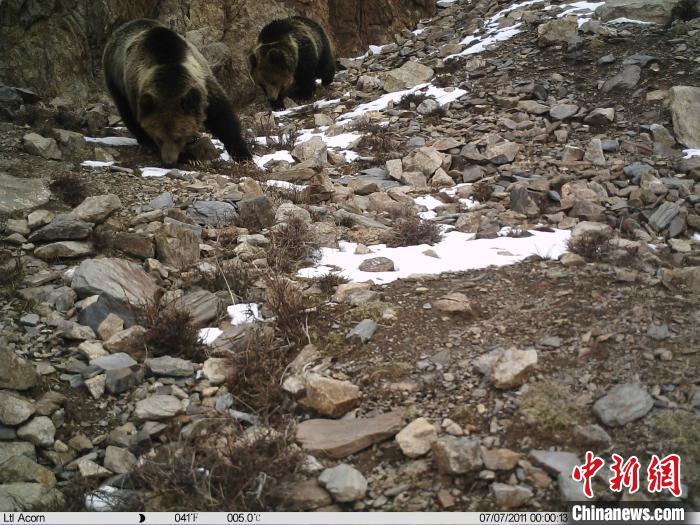 青海可可西里境内首次用红外相机捕捉到雪豹影像(图2)