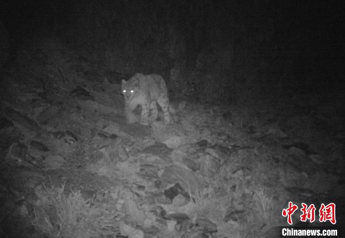 青海可可西里境内首次用红外相机捕捉到雪豹影像(图1)