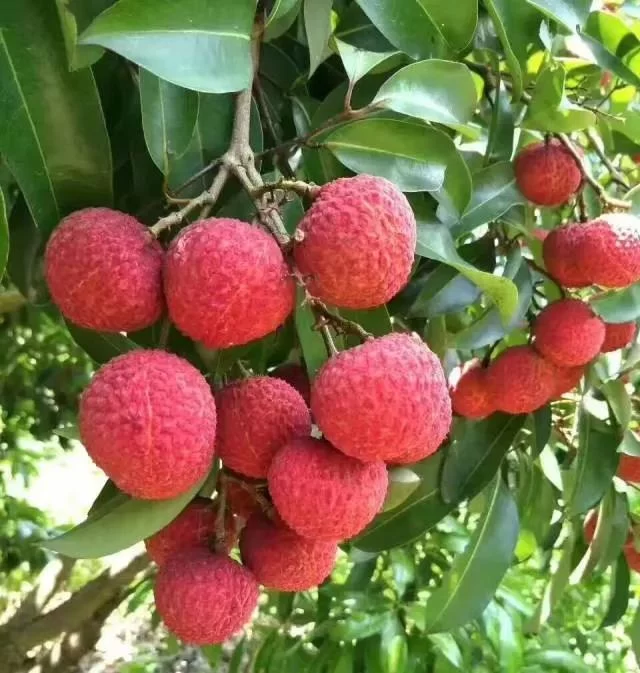 岭南味道，东莞大岭山荔枝知多少？(图17)