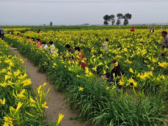 又是一年黄花香,古都大同迎客来:山西大同第二次黄花产业发展大会召开(图2) 又是一年黄花香,古都大同迎客来:山西大同第二次黄花产业发展大会召开(图2)