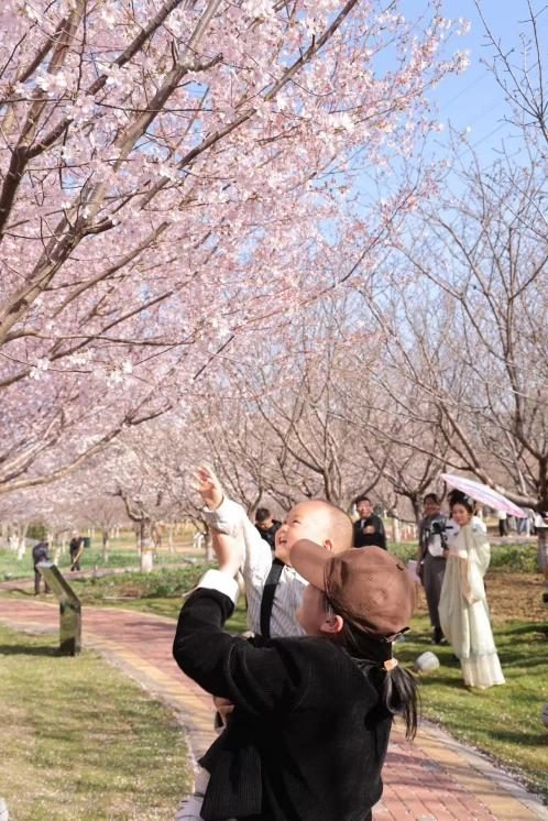 鹤壁樱花季必打卡景点推荐，错过就要再等一年！(图2)